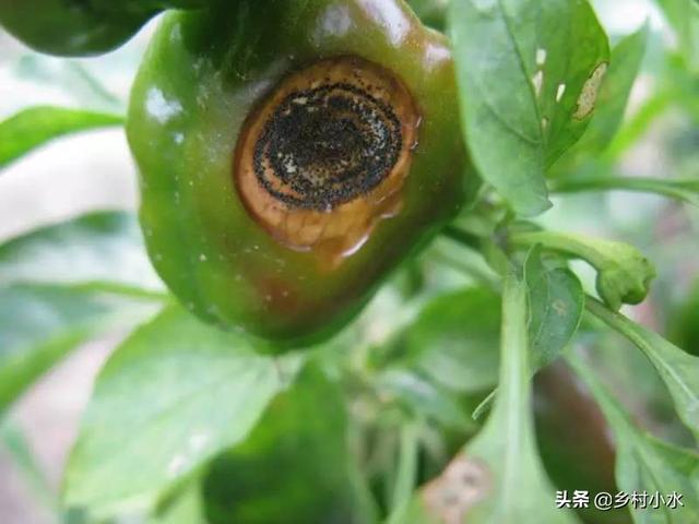 侵染部位有区别,辣椒黑斑病主要危害果实,而炭疽病会危害辣椒的叶片和