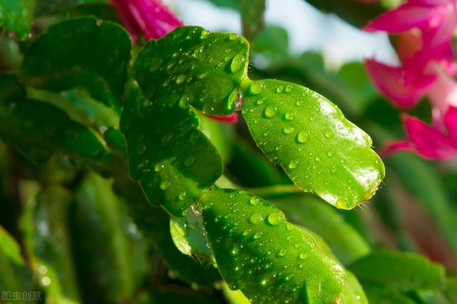 蟹爪兰开完花，3步就能打开复花“开关”，真的很简单