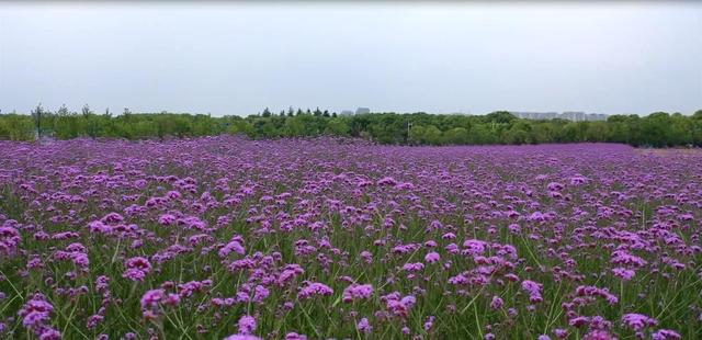 世界那么大：奉贤大不同！如果言子穿越2000年，还能认出讲学之地吗？
