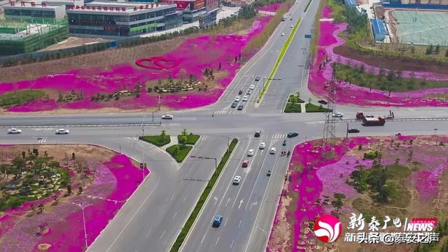 趣旅游@芝樱花海，为新泰“织”起“彩色地毯”！