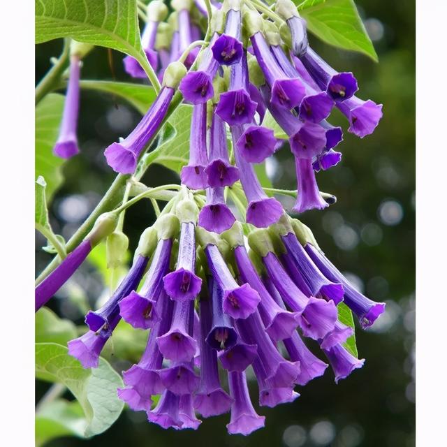 大咖分享 | 蓝色花境植物有那些？