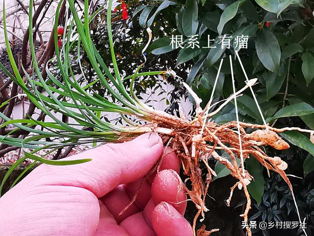 兰花、菖蒲、麦冬，三种最容易混淆的植物，知道这些就不会买错