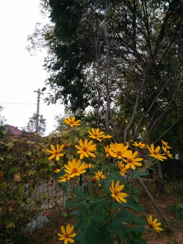 秋山秋雨情更浓