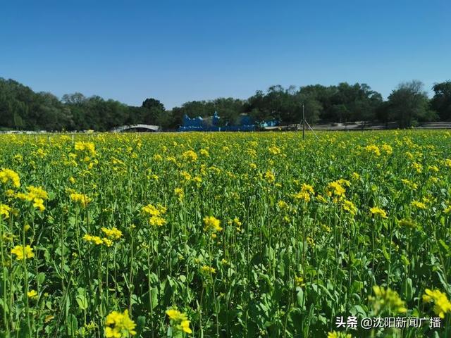 世界那么大■北陵公园的油菜花海——周末对外开放