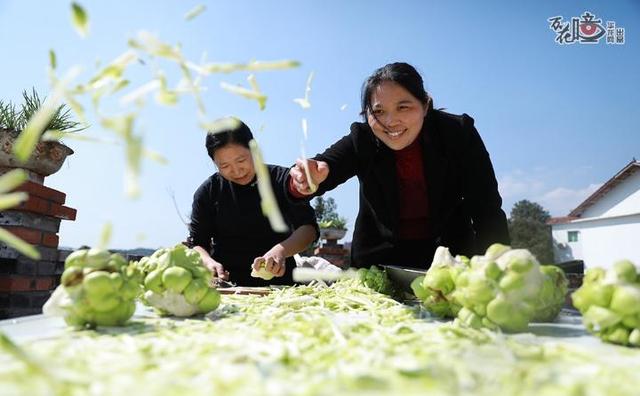 榨菜|万花瞳丨从“青疙瘩”到“金元宝”！来看“国民下饭菜”诞生记