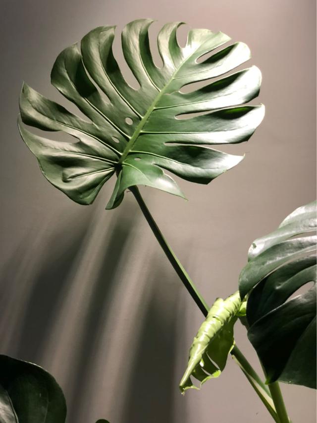 10大受欢迎的绿植，你家养了几种？