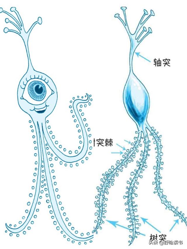 【你的育儿经】《学会如何学习》：大脑是神奇的工具箱，你只需要学会如何使用它