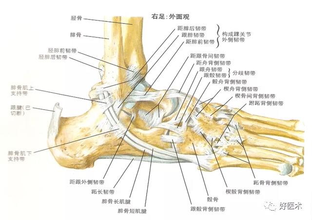 踝关节的内侧结构对踝关节稳定性起了至关重要的作用.