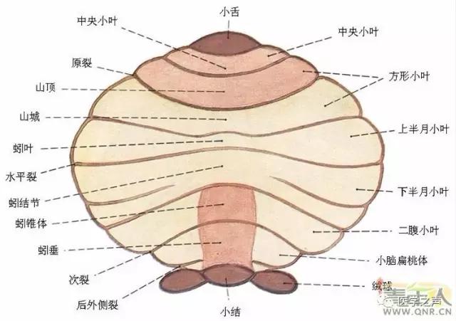 WoW，最全神经系统解剖图来了