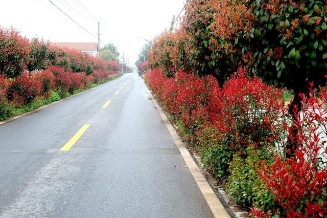 适合庭院绿化种植的花卉绿植品种，一月篇