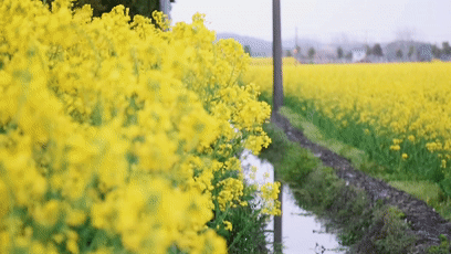 世界那么大▲一路繁花，松江这条公路美爆了