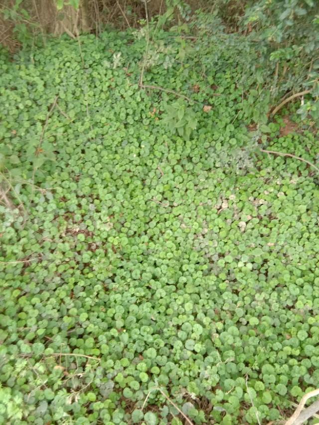 野草于我都是宝