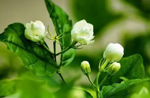 你的育儿经|这些花儿孕妇不要养