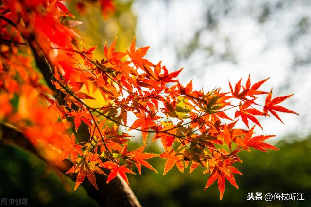 醉在这秋色里