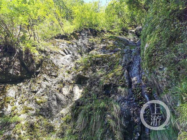 金钗|上游新闻现场见证“金钗”发现 长在悬崖上 鲜品4万元一公斤