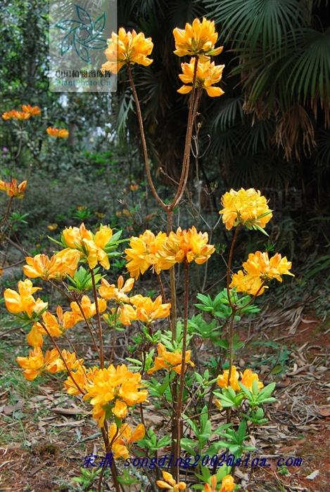 老虎花，见过吗？有大毒！用于风湿痹痛、痛风、皮肤顽癣
