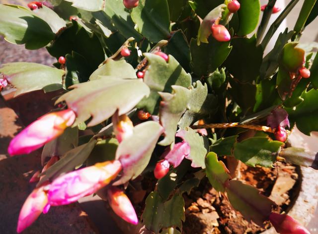 3种植物即将开花，花量大还特美丽，不入手很可惜