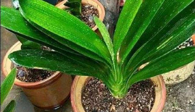 君子兰烂根不要扔，用这种方法处理，一个月长满新根