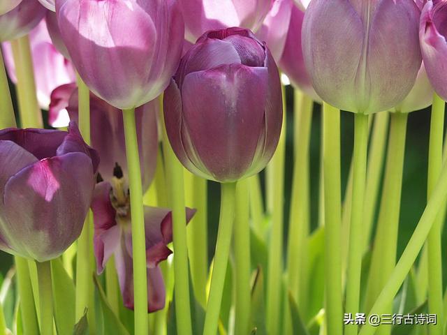 芳草潜迎春，落叶映花红