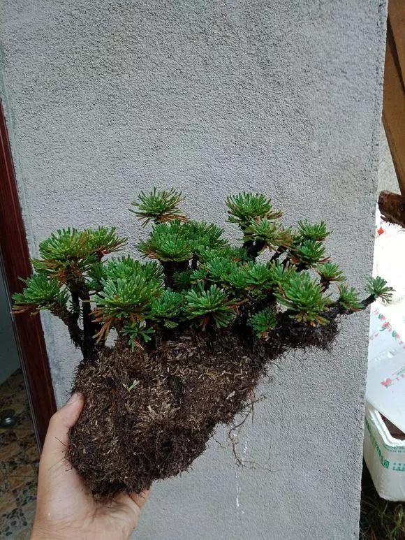 路边野草，种盆里变成值钱盆景，超好养还好看