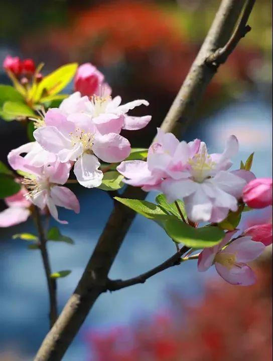 海棠|这里百余株海棠迎来盛花期