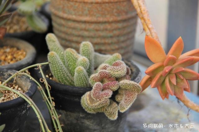 有朋自远方来，拔叶子乎