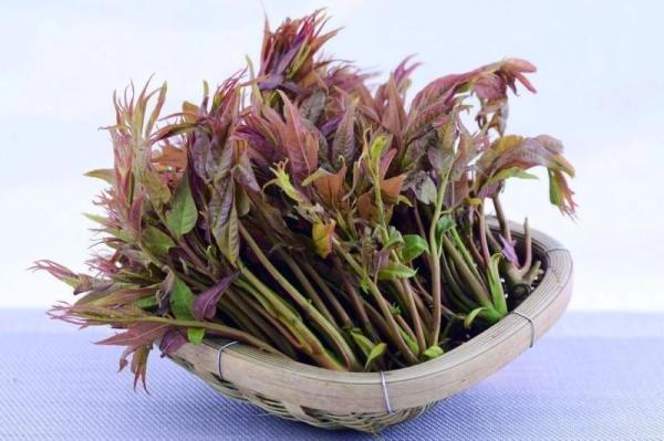 食用|春天来了，这些“有毒”蔬菜还能放心吃吗？该怎么吃？