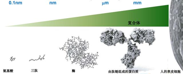 消化的秘密——小分子肽和蛋白质的故事