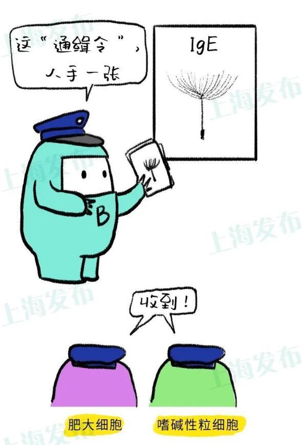 过敏|过敏的痛苦为啥那么深刻？免疫系统变态反应了