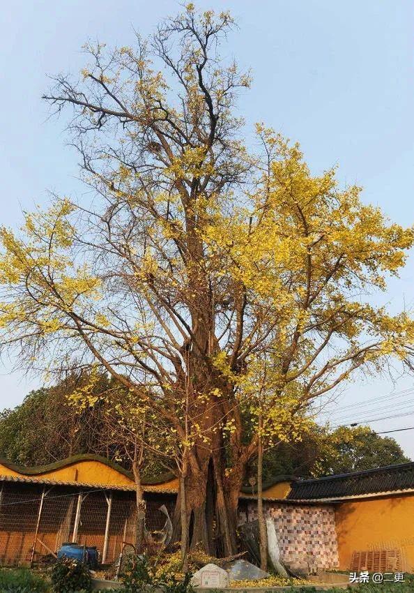 守500年古寺，27年养5000个毛孩子，这样的出家人我第一次见