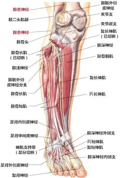 干细胞解决难题！辽宁中置盛京老年病医院成功治愈腓骨小头骨折伴腓总神经损伤患者