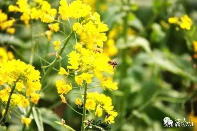 [世界那么大]#唤醒好春光#这次，我要去婺源感受不一样的油菜花世界