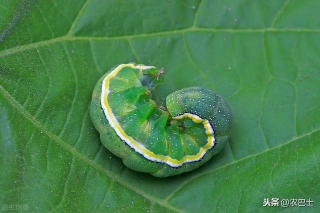 秋季种白菜,有4种虫子是常客.若不提前防治,吃光菜叶