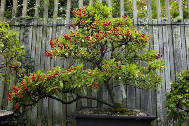 适合庭院绿化种植的花卉绿植品种，一月篇