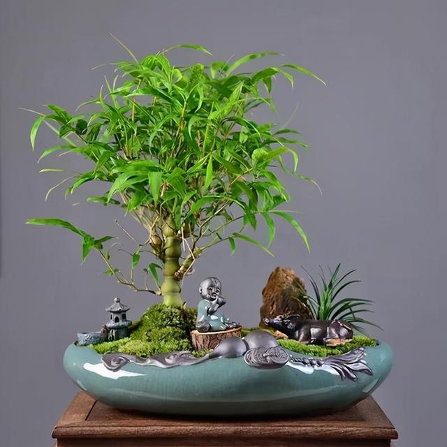 家里养上5种“竹”，吉祥“好运”，清雅大气，添福又添丁