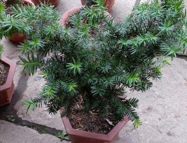 家中养殖红豆杉，做好4个关键点，植株长势茂盛