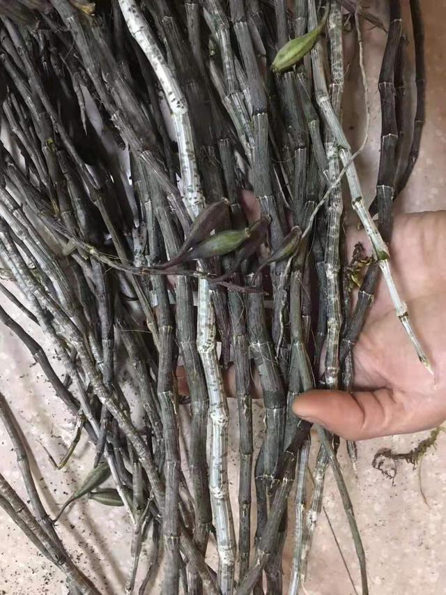 神农本草图经，薯蓣 菊花 甘草 人参 石斛 石龙芮