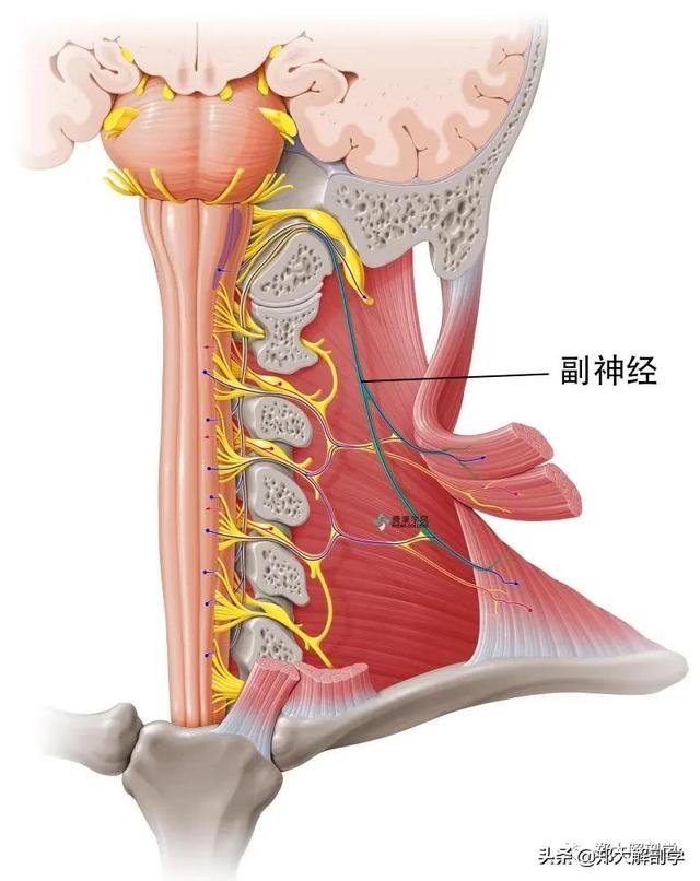 臂丛神经临床检查