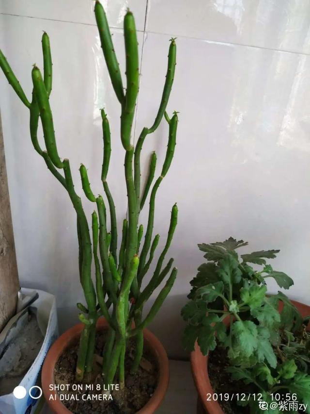 15种镇宅花，家里摆一盆，镇宅旺运超霸气