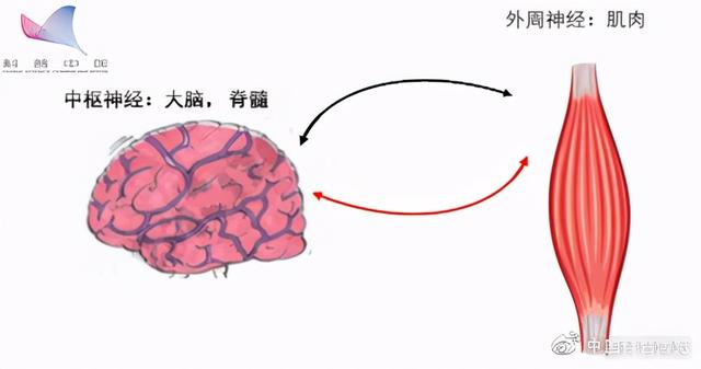 儿童为何能“充电5分钟 玩耍一整天”？