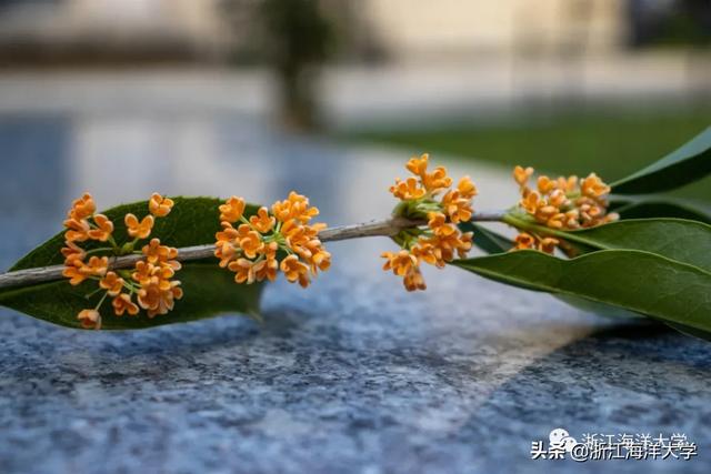 赏花赏月赏秋香，一种海大秋景，两处佳节共度！