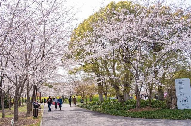 [上观新闻]顾村公园每日限流6万人，宝山推出线上5G“云赏樱”直播