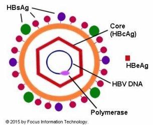 HBsAg|HBsAg和HBsAb双阳性是怎么回事？医生：仍然是乙肝，抗体多无效