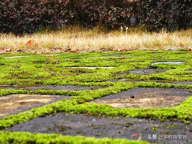 养兰花|种植兰花的盆面如何养苔藓？兰友：怪不得以前养不好兰花