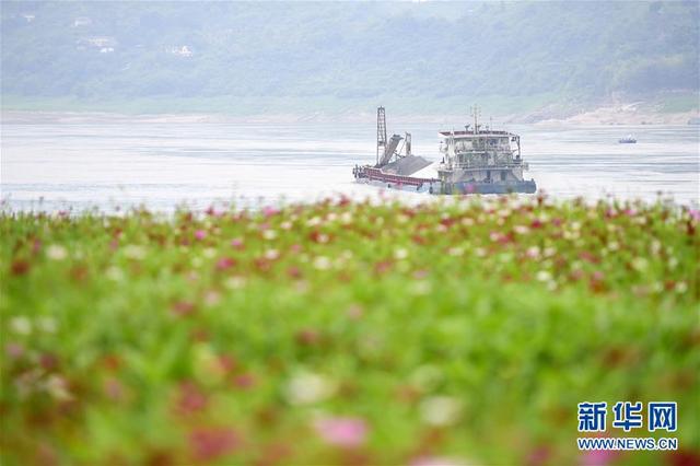 【中国日报网】重庆:格桑花开长江畔