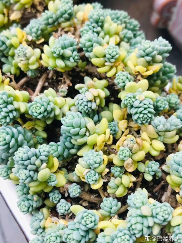 逛花市去捡漏，买了一堆长寿花，拿回来竟然全活了