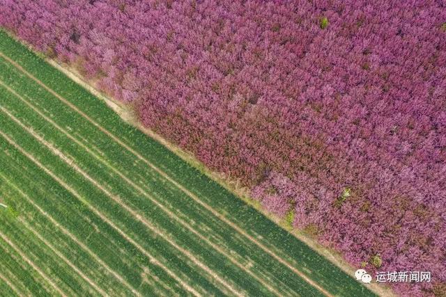【旅行柚子君】河津：海棠花迎春绽放　踏青赏花好去处