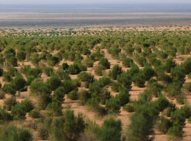 蚂蚁森林推出4年时间了，如今种了多少树，沙漠又变成啥样了？