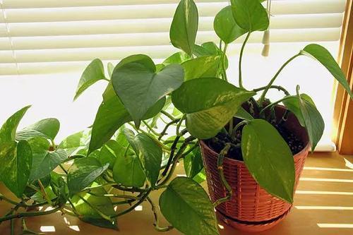 温柔的女人|准妈妈怀孕期间要远离甲醛危害