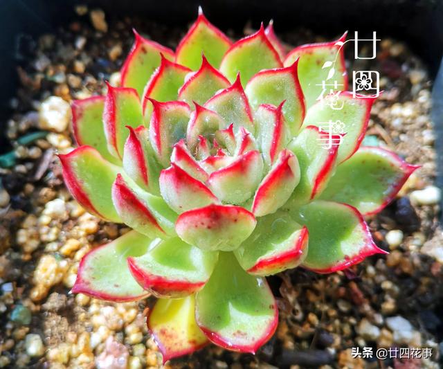 “控养”多肉有条件，“3要5不要”，做对肥美，做错变瘦不长个